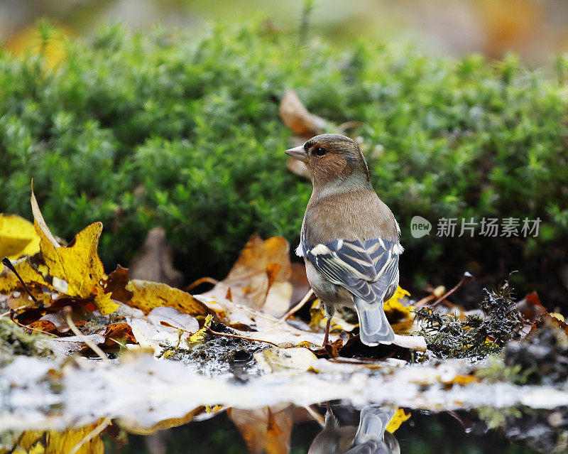 常见的查芬奇 （弗林吉拉小肠杆菌）